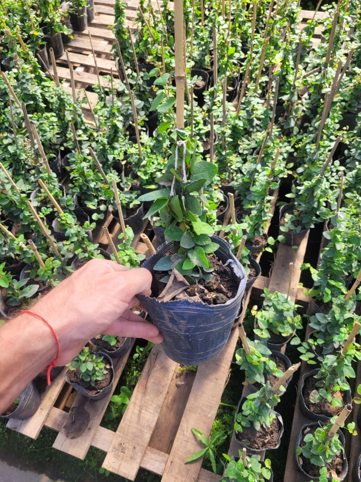 Enamorada del muro - 3 Lts