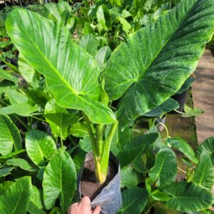 Alocasia macrorrhizos - Oreja de elefante - 3Lts