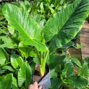 ALOCASIA MACRORRHIZOS - OREJA DE ELEFANTE - 3Lts