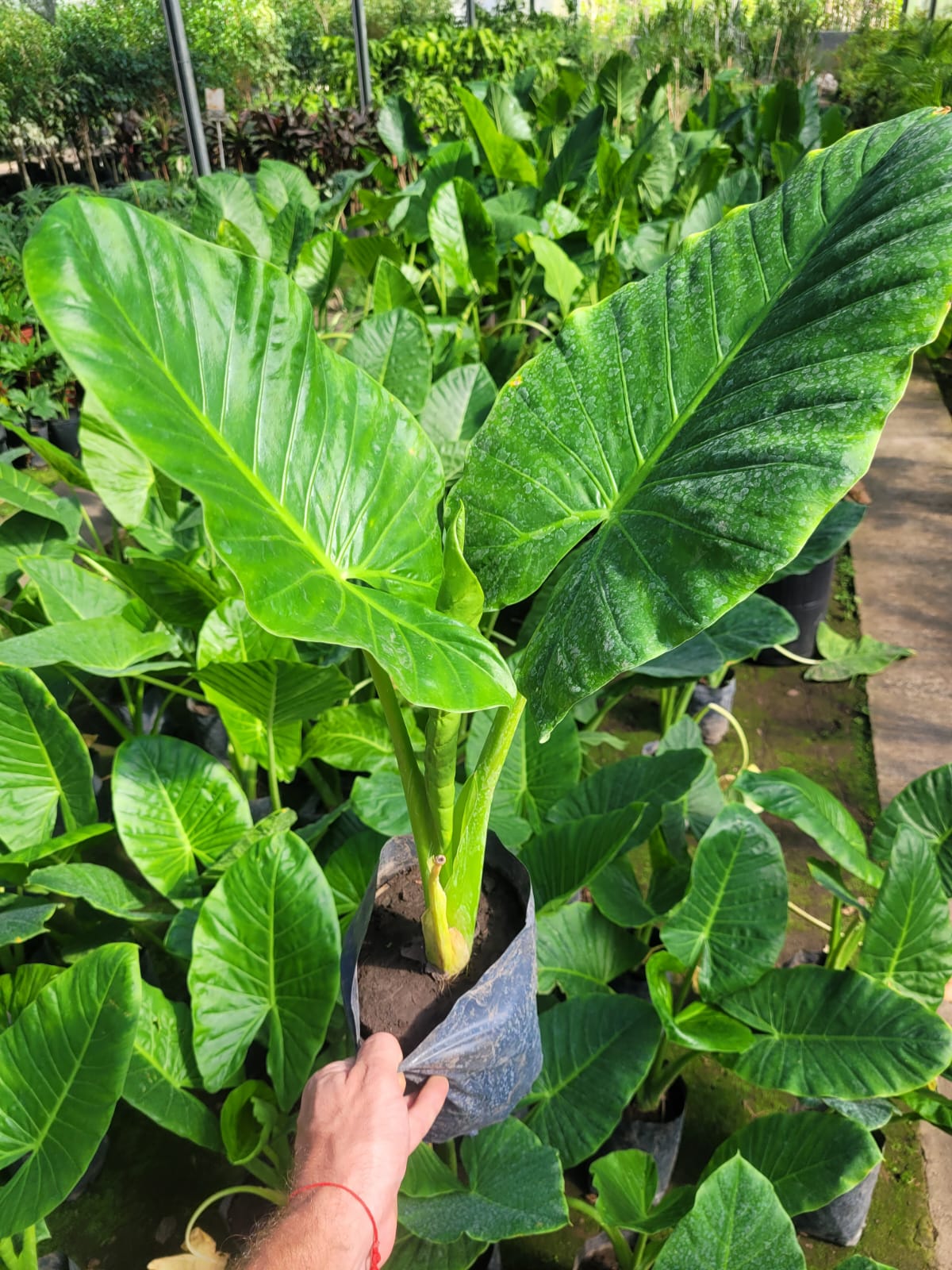 Alocasia macrorrhizos - Oreja de elefante - 3Lts