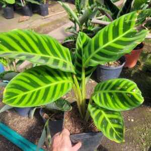 CALATEA ZEBRINA - M12