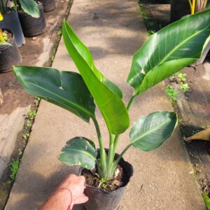 Strelitzia - Ave del paraíso - 3Lts