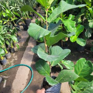 Ficus Lyrata - 3 Lts