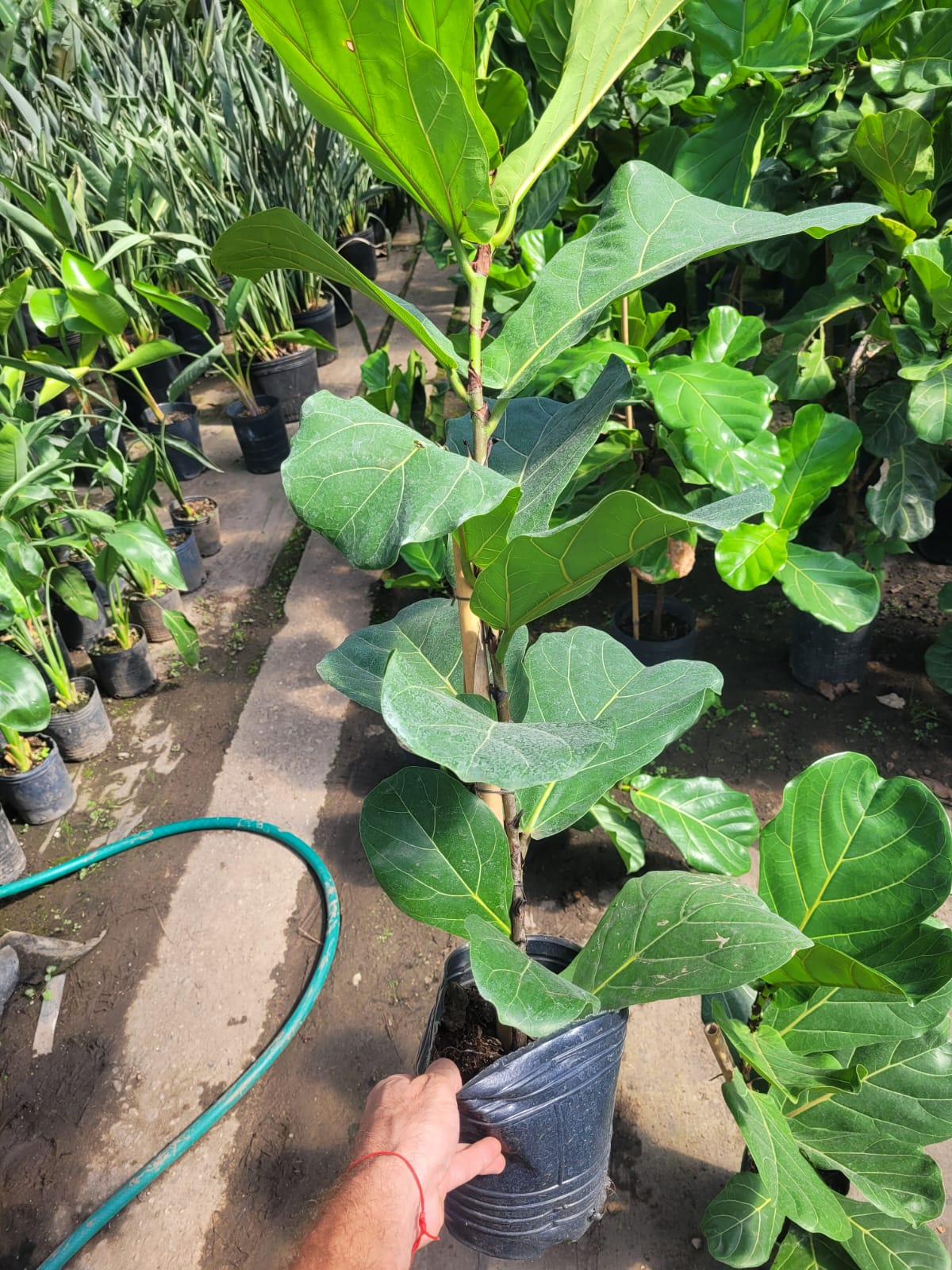 Ficus Lyrata - 3 Lts