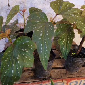 Alas de Angel - 3Lts