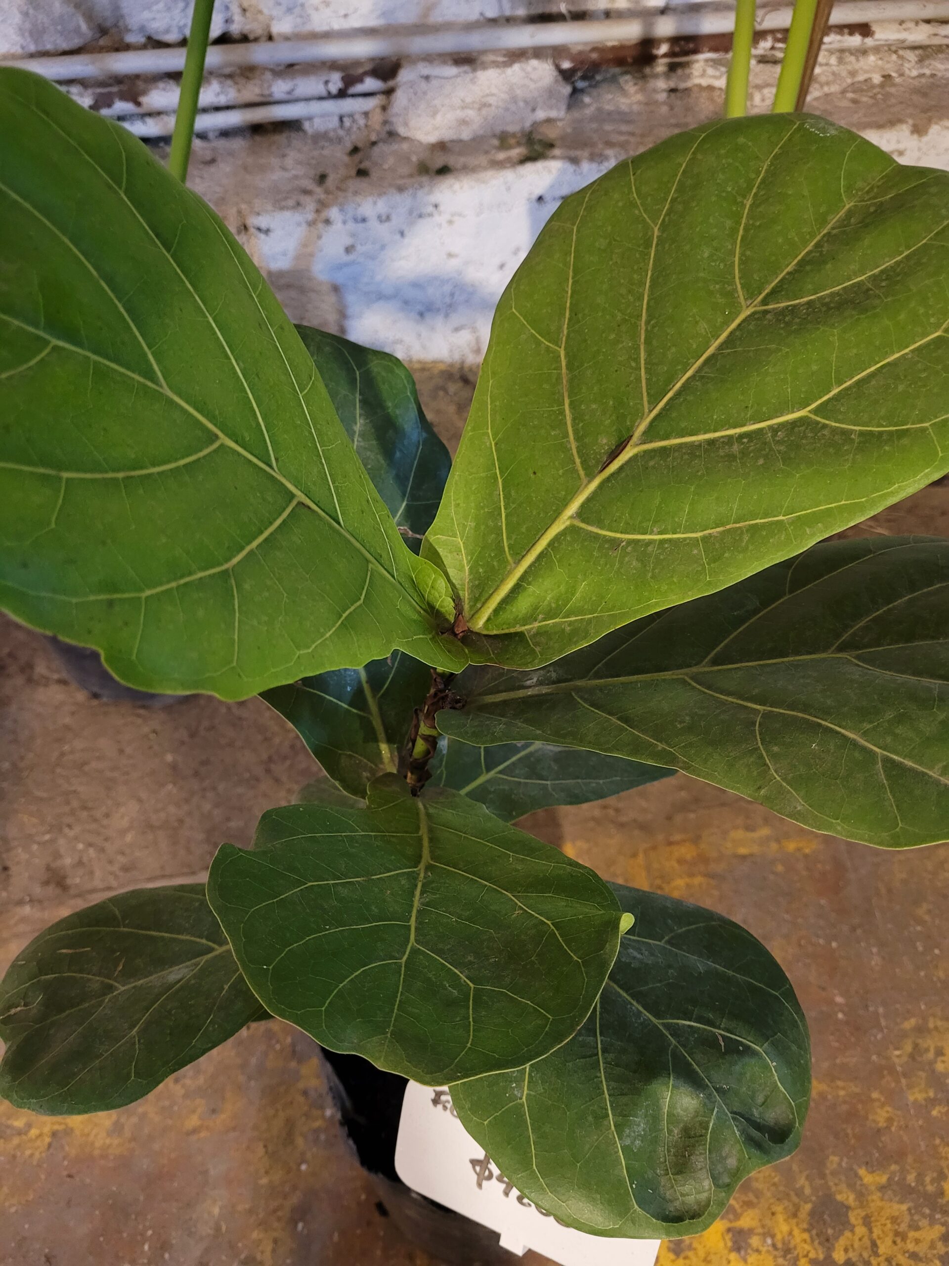 Ficus Lyrata - 3 Lts - Image 2