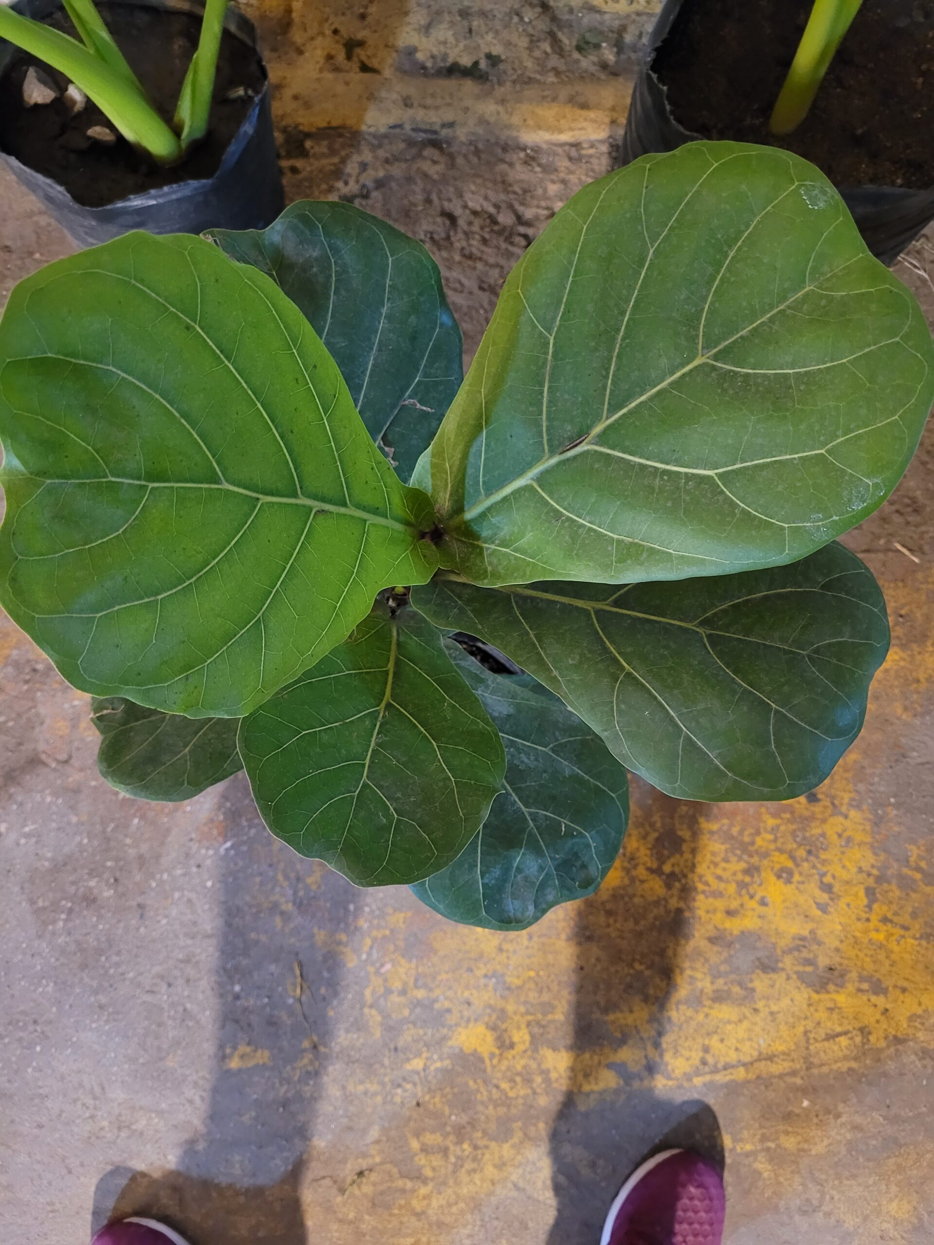 Ficus Lyrata - 3 Lts - Image 3