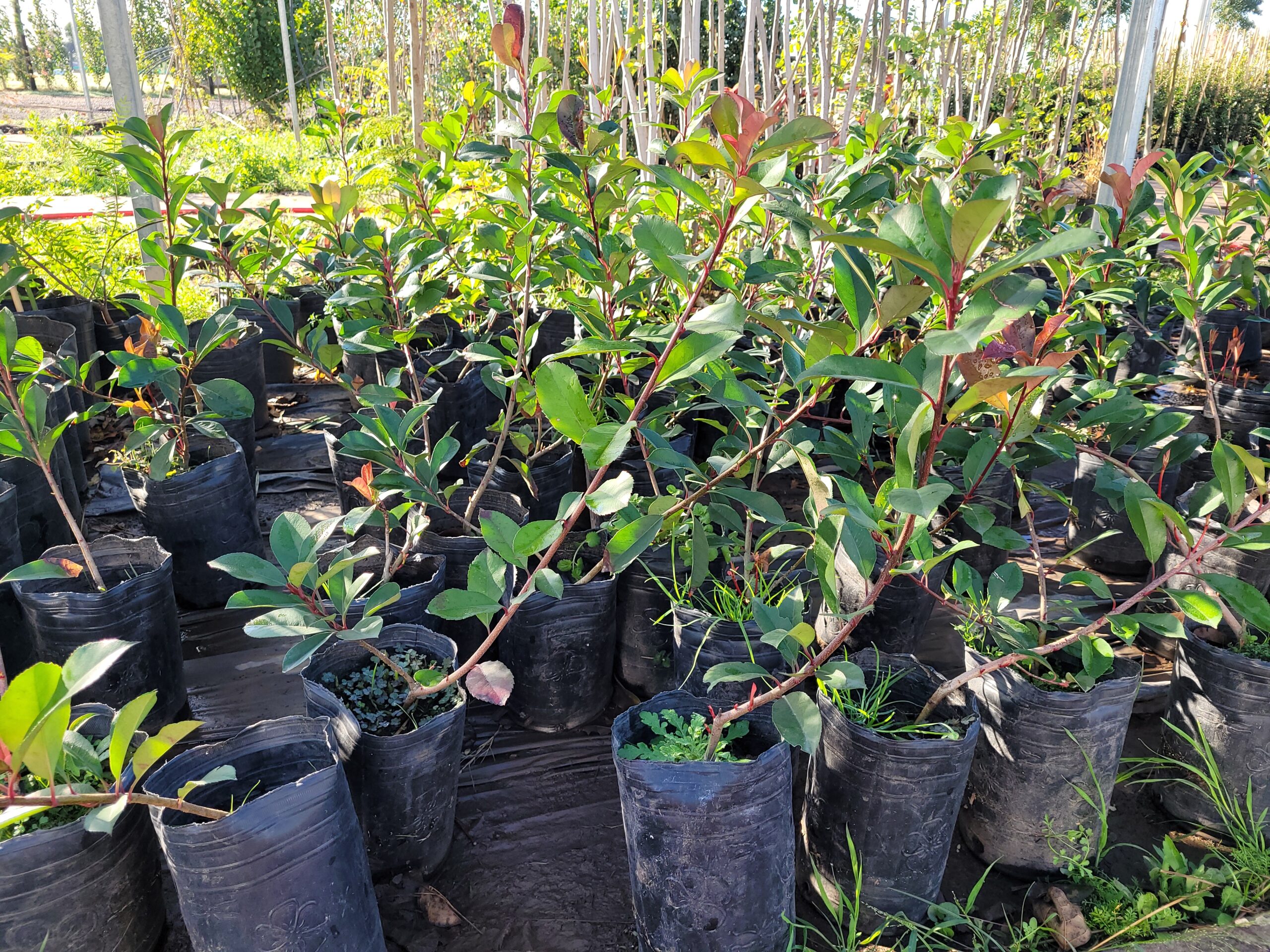 Fotinia - 3 Lts - Image 2