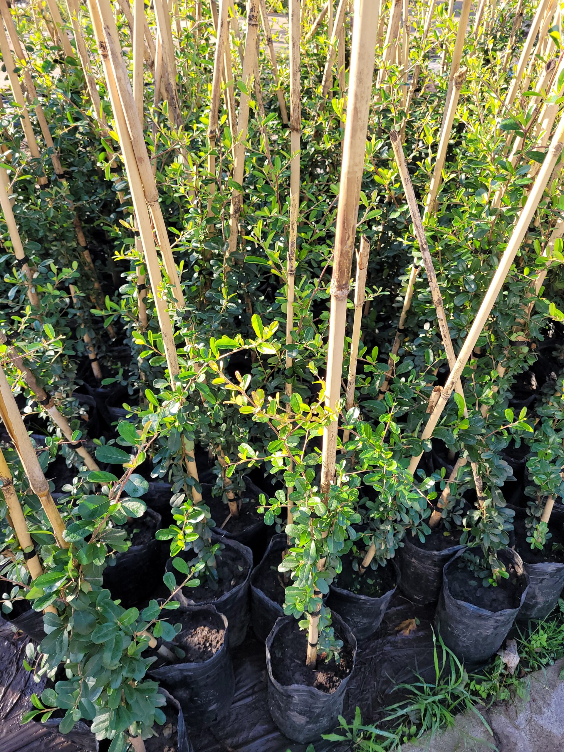 Enamorada del muro - 3 Lts - Image 3