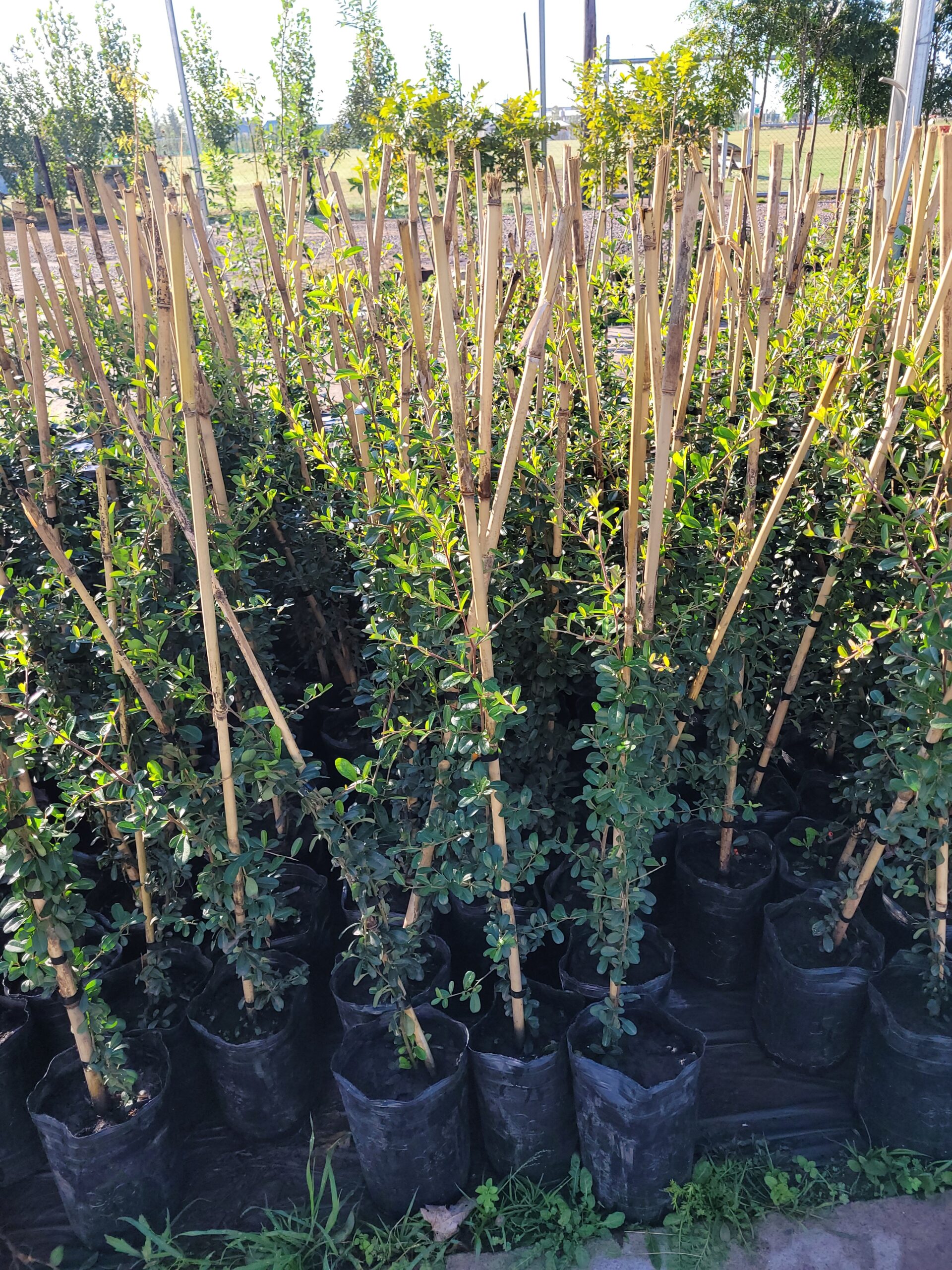 Enamorada del muro - 3 Lts - Image 2