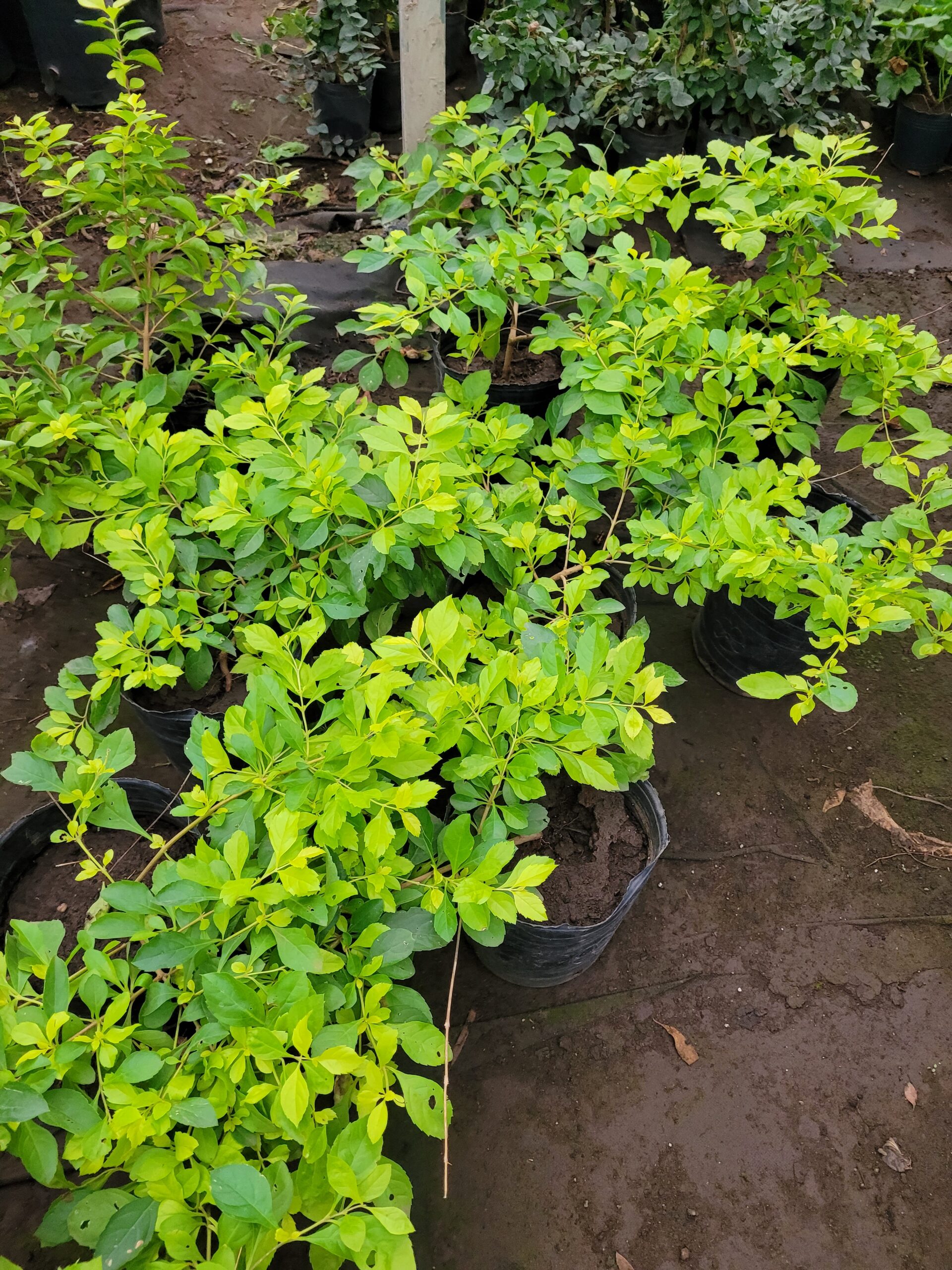 DURANTA ERECTA - 3 Lts - Imagen 5