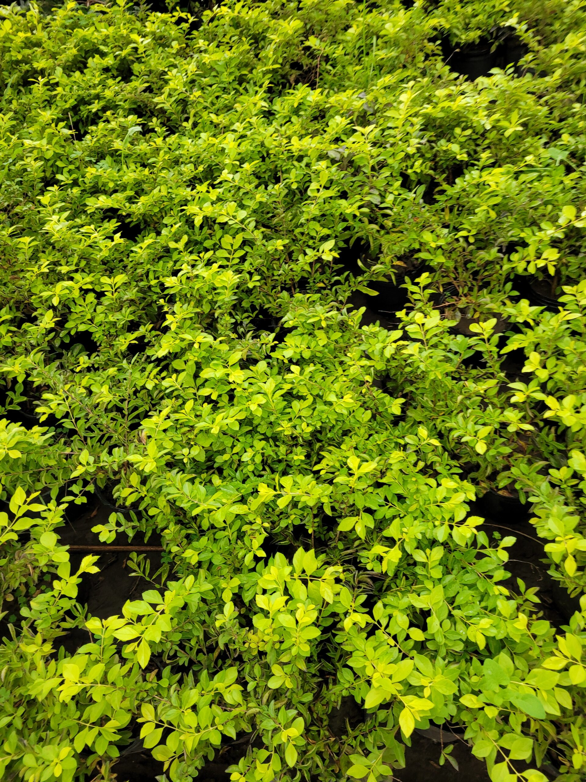 DURANTA ERECTA - 3 Lts - Imagen 6