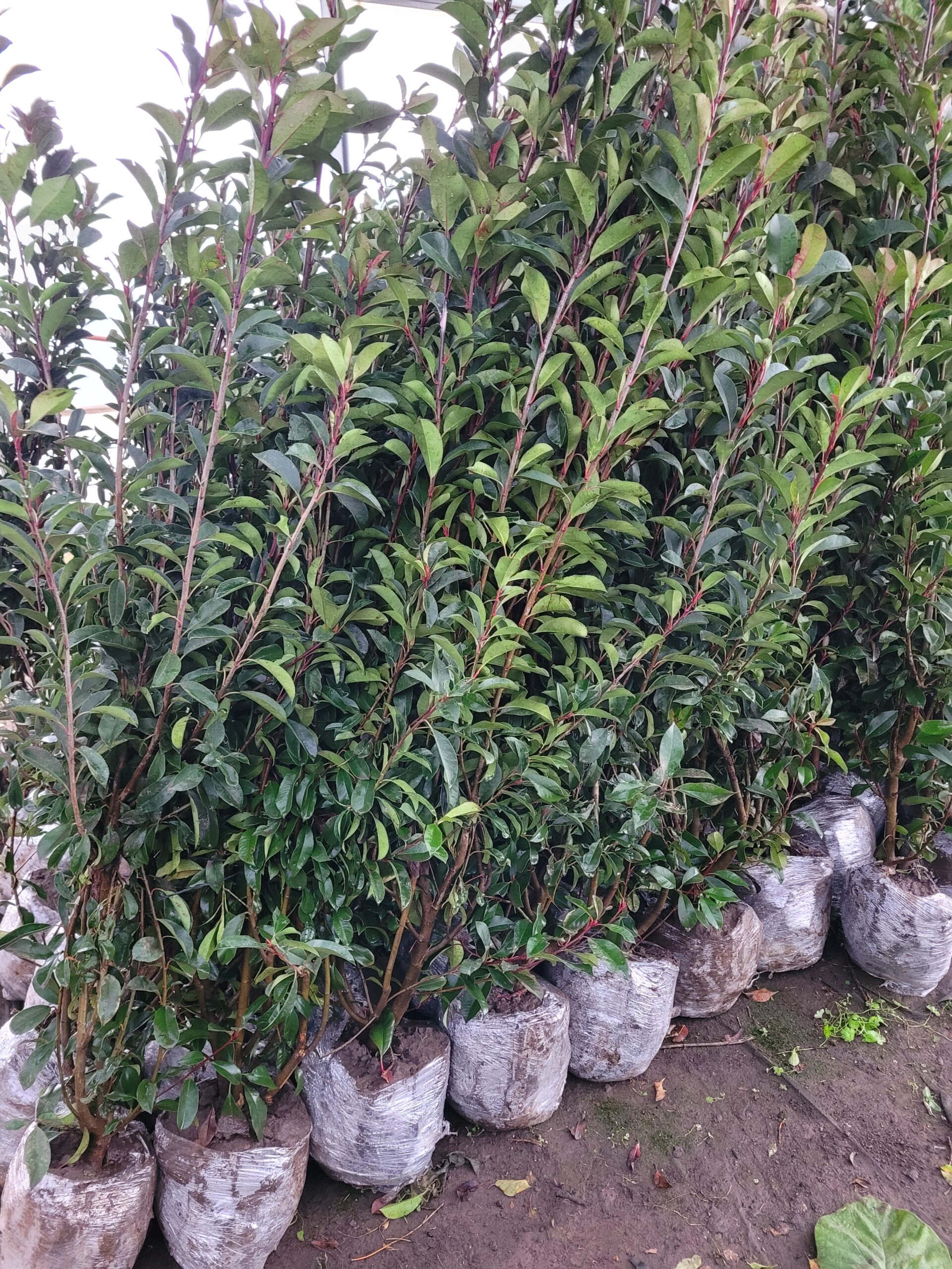 Fotinia - 3 Lts - Image 3