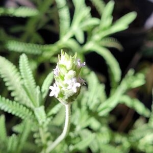Lavanda Dentada - 3Lts