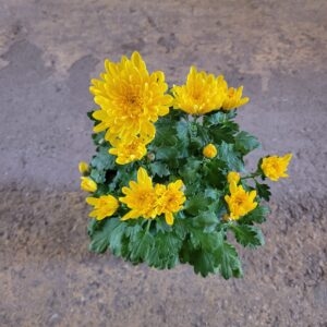 CRISANTEMO amarillo - M12