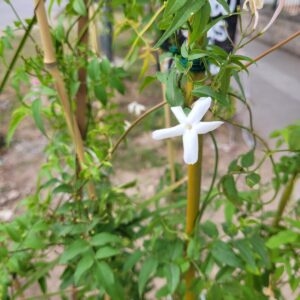 Jazmin de China - 3Lts