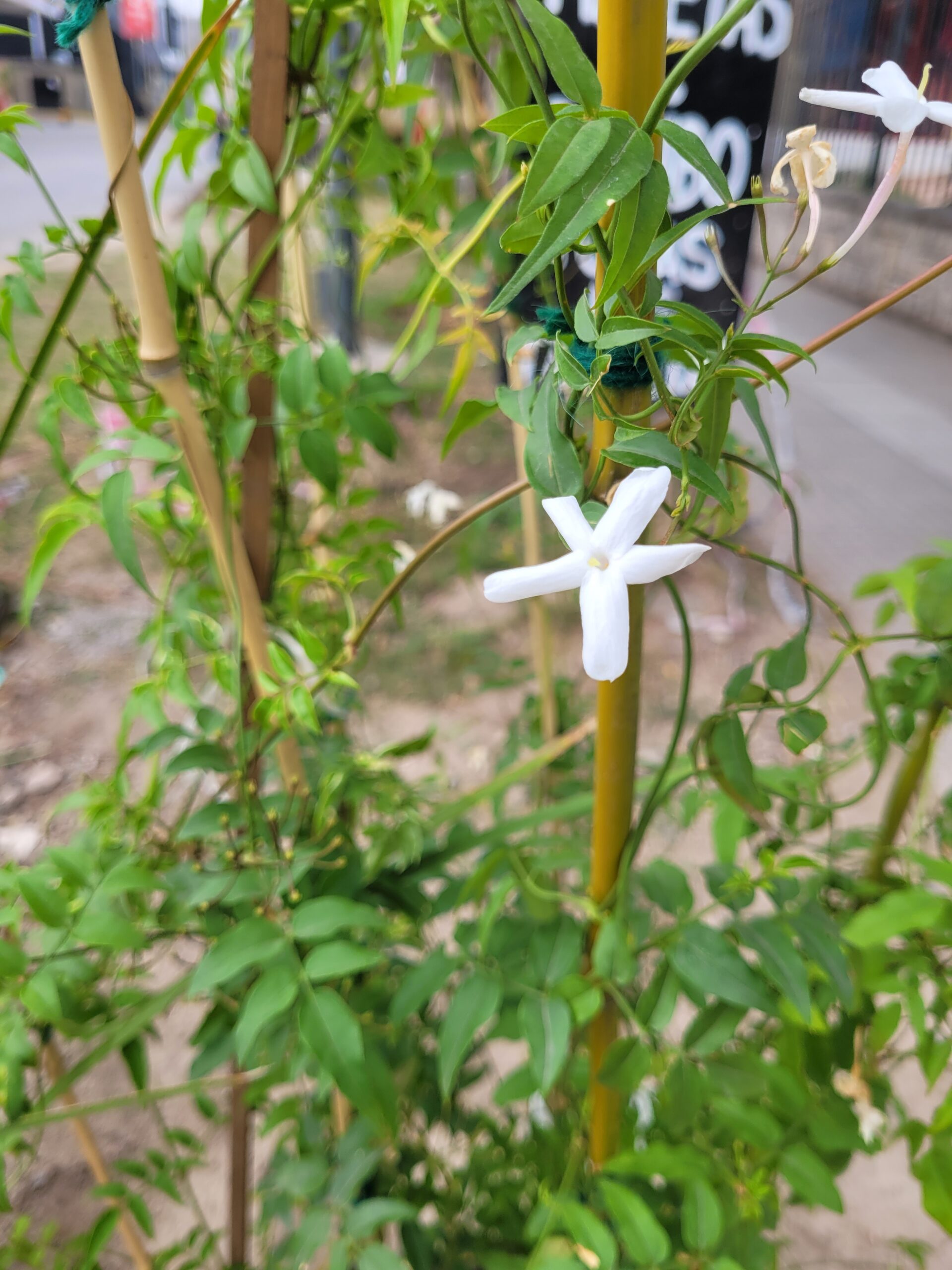 Jazmin de China - 3Lts