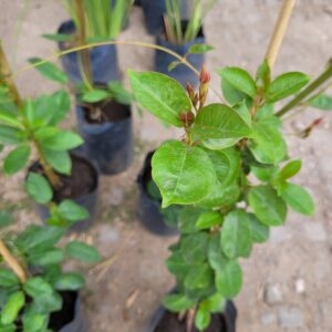 Jazmin Brasilero - Diplademia - 3L