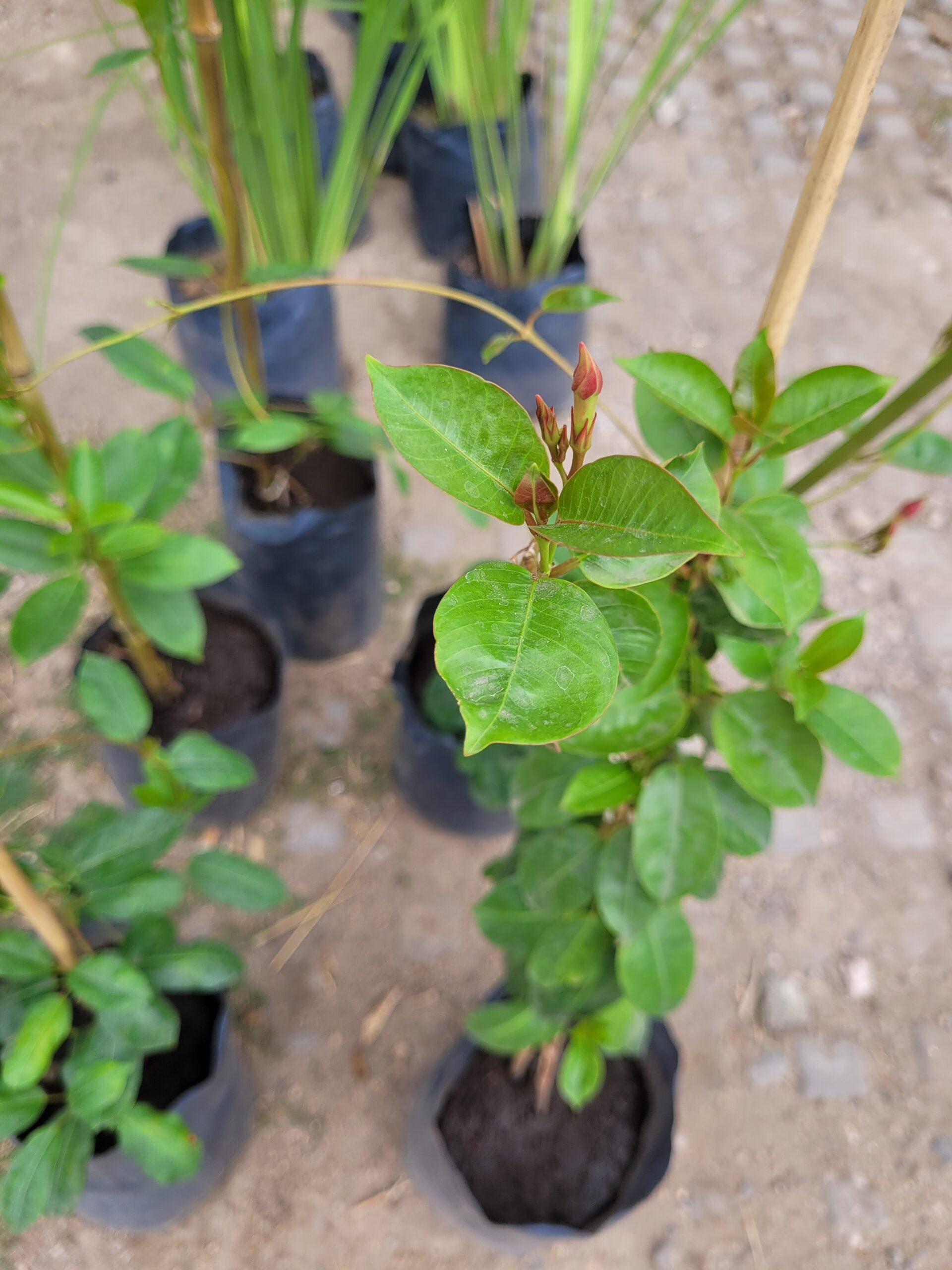 Jazmin Brasilero - Diplademia - 3L