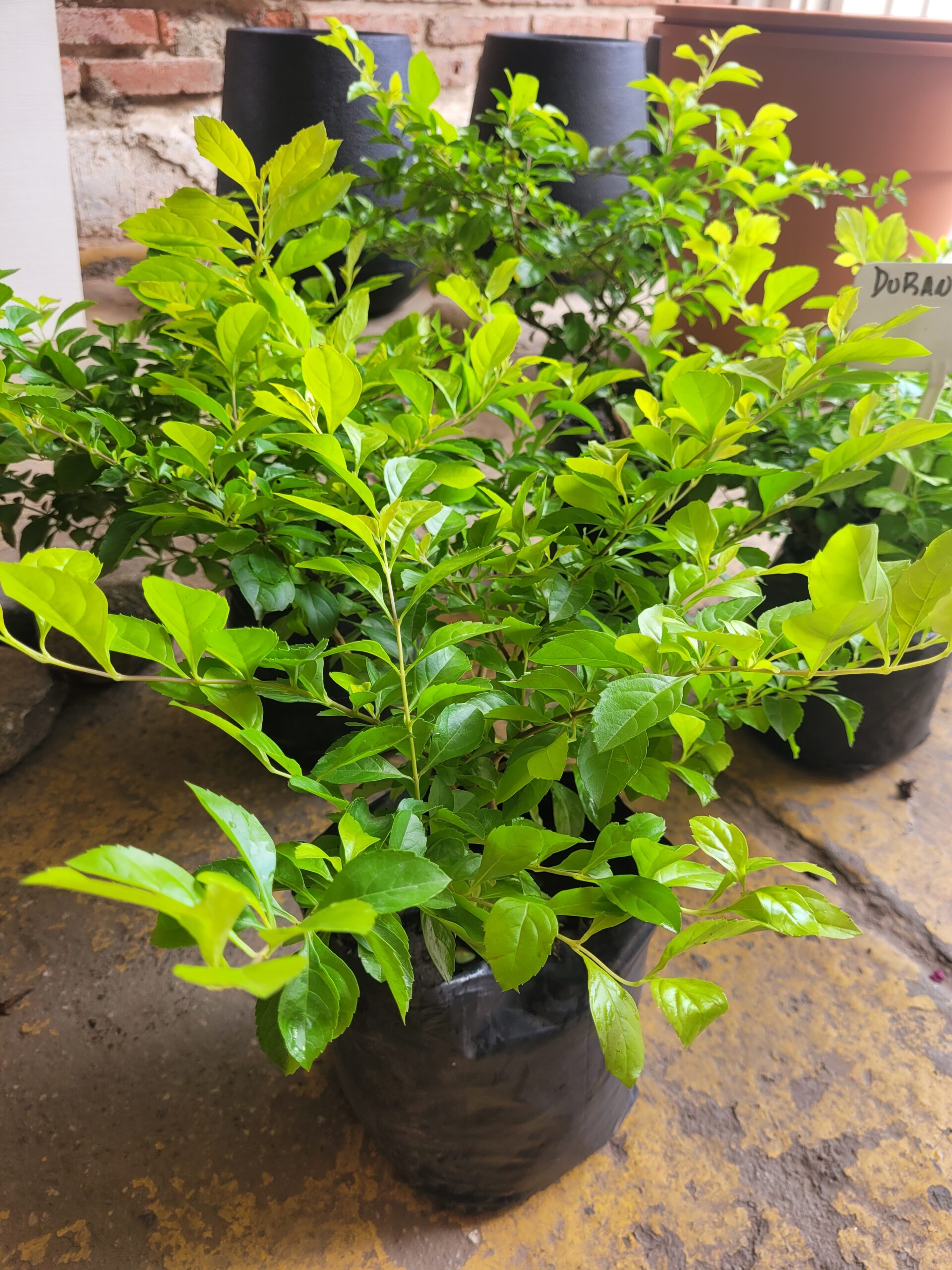 DURANTA ERECTA - 3 Lts - Imagen 3