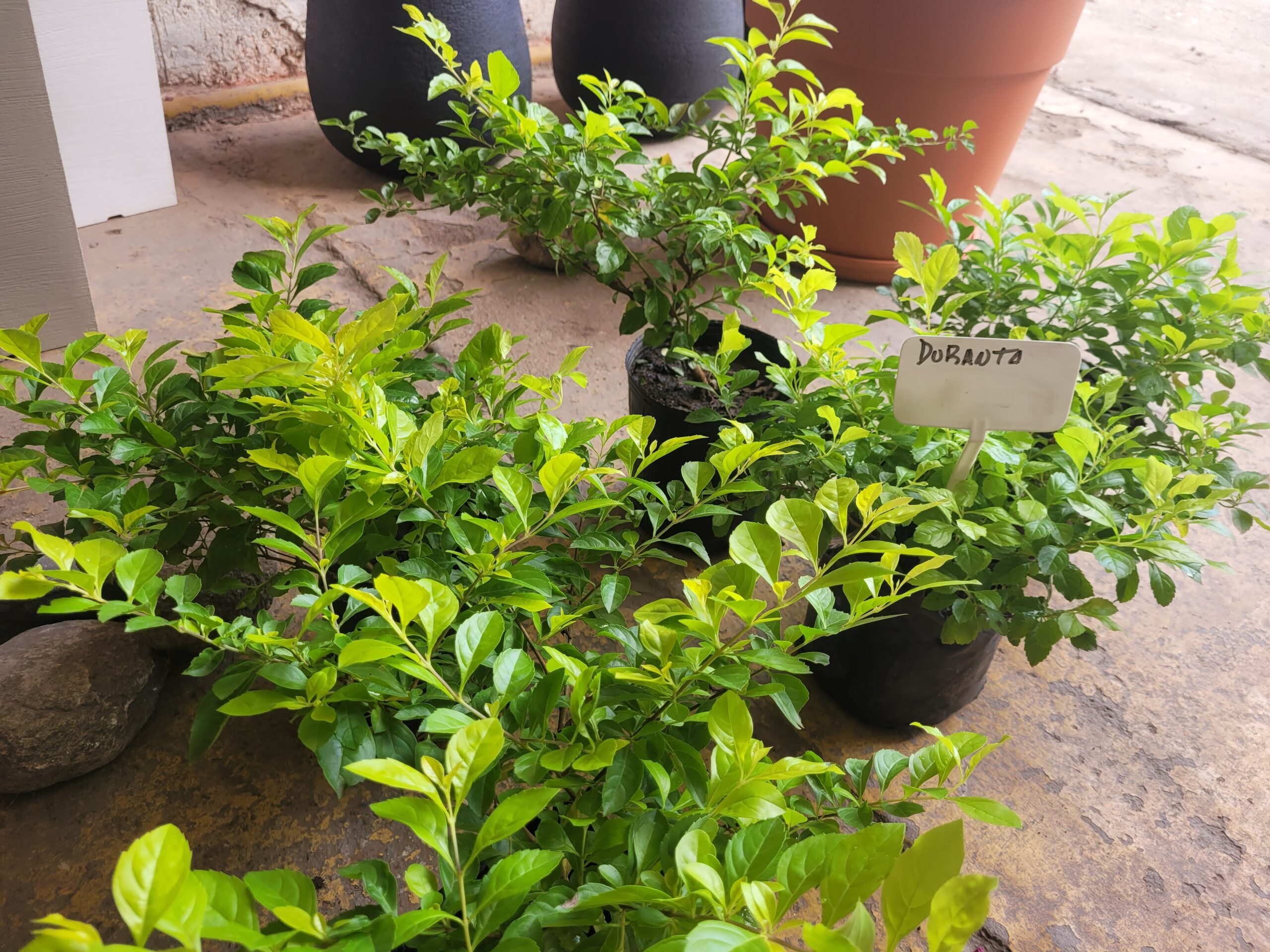 DURANTA ERECTA - 3 Lts - Imagen 7
