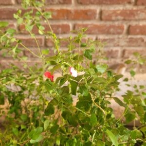 Salvia Greggii - 3 Lts