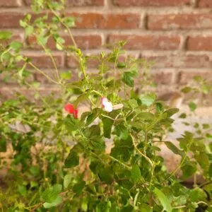 SALVIA GREGGI - 3 Lts
