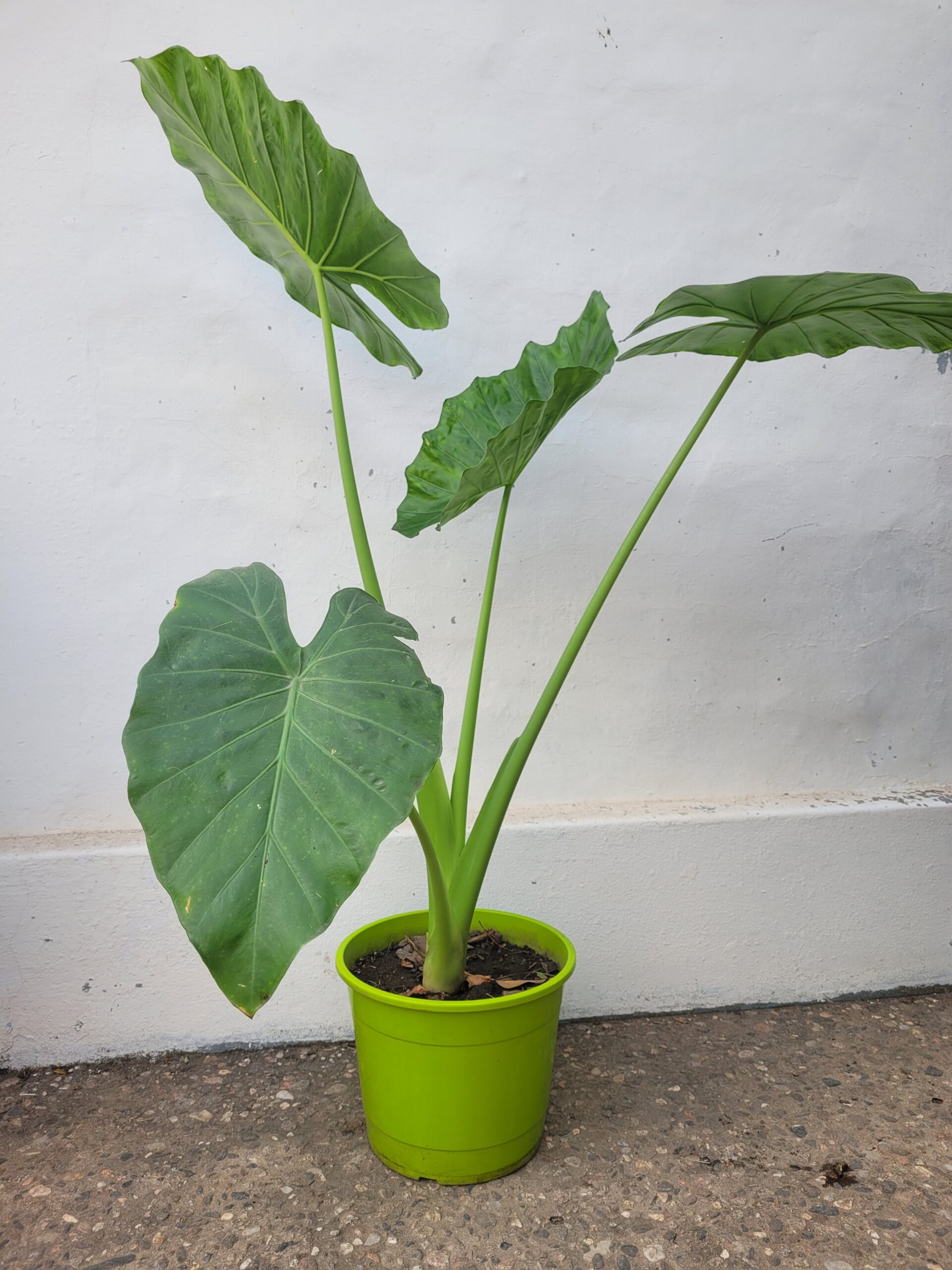 Alocasia macrorrhizos - Oreja de elefante - 3Lts - Image 3