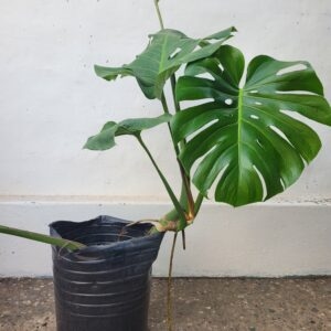 Monstera Deliciosa - 3Lts