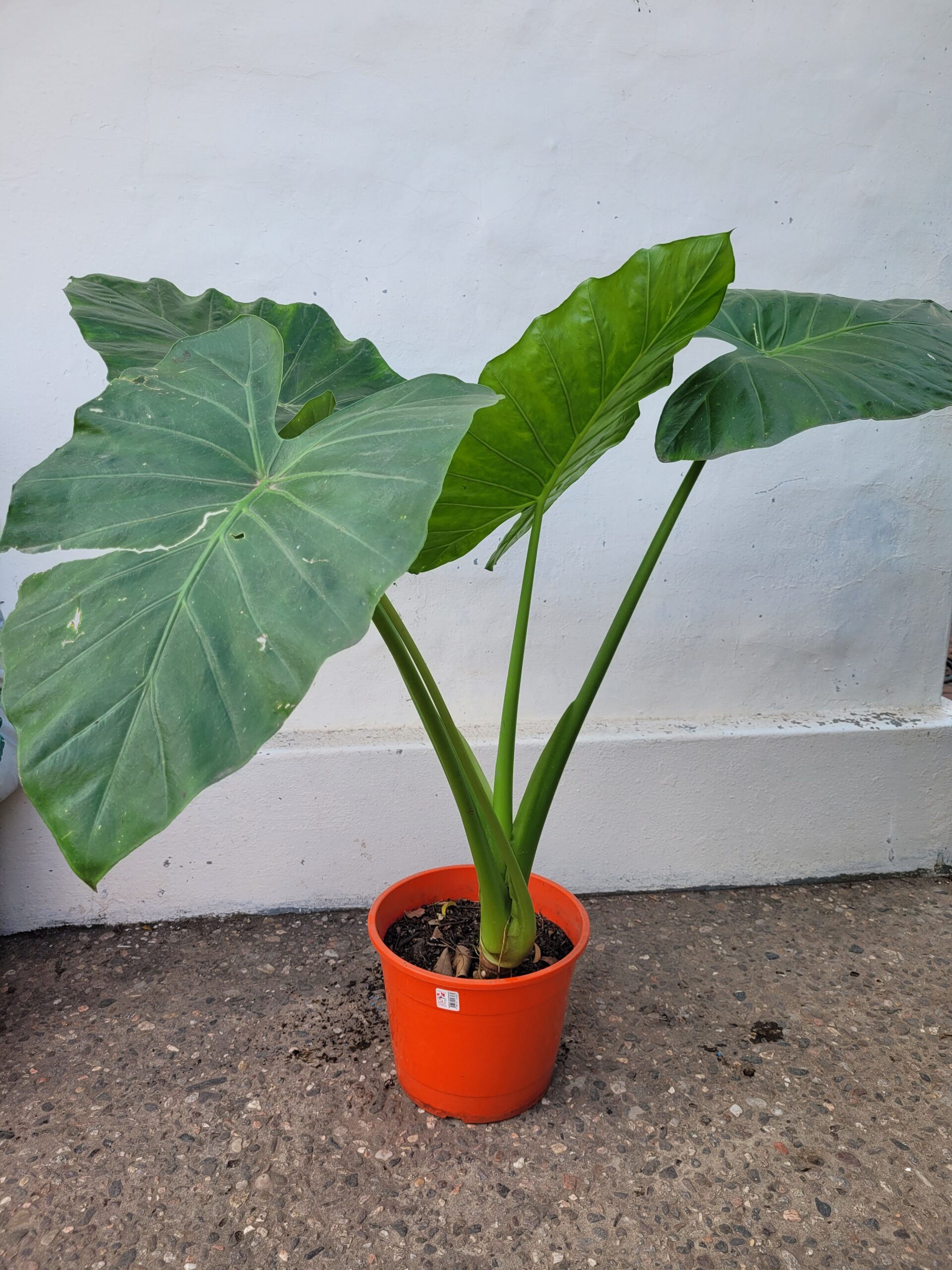 Alocasia macrorrhizos - Oreja de elefante - 3Lts - Image 4