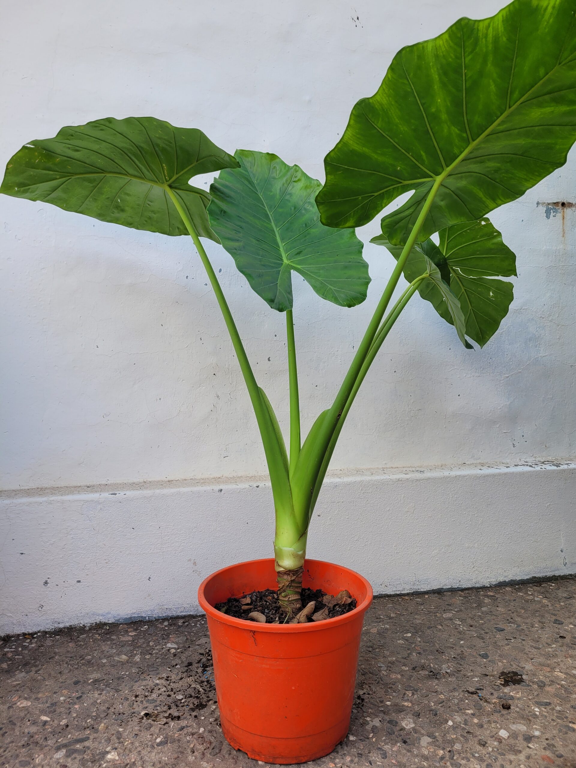 Alocasia macrorrhizos - Oreja de elefante - 3Lts - Image 5