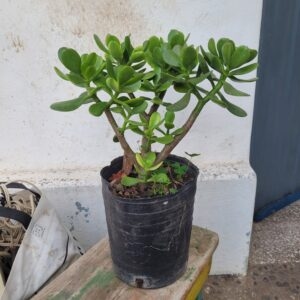 Arbol de Jade - 3 Lts