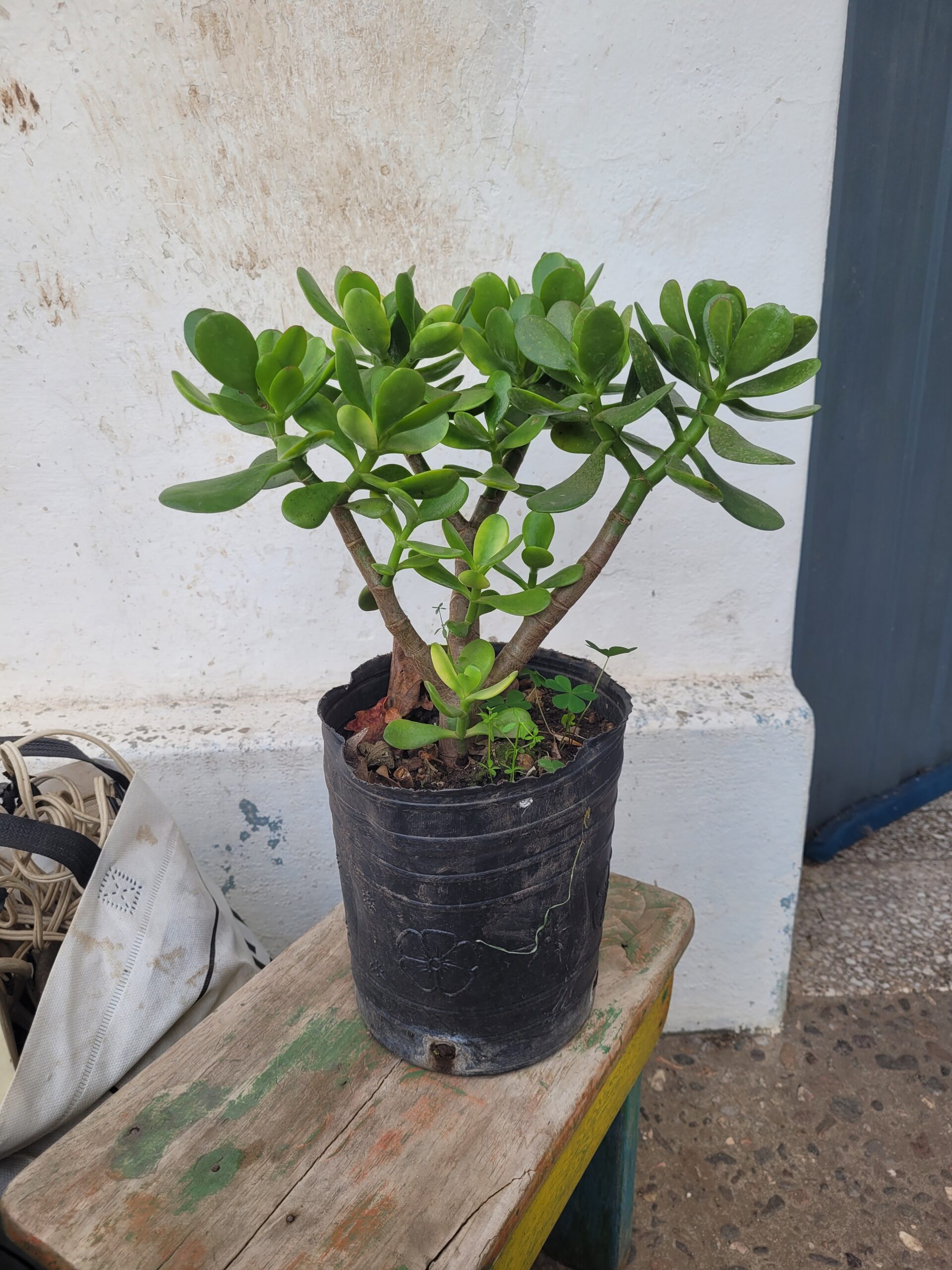 Arbol de Jade - 3 Lts