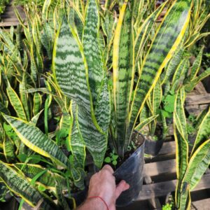 Sansevieria Laurentii - 3Lts