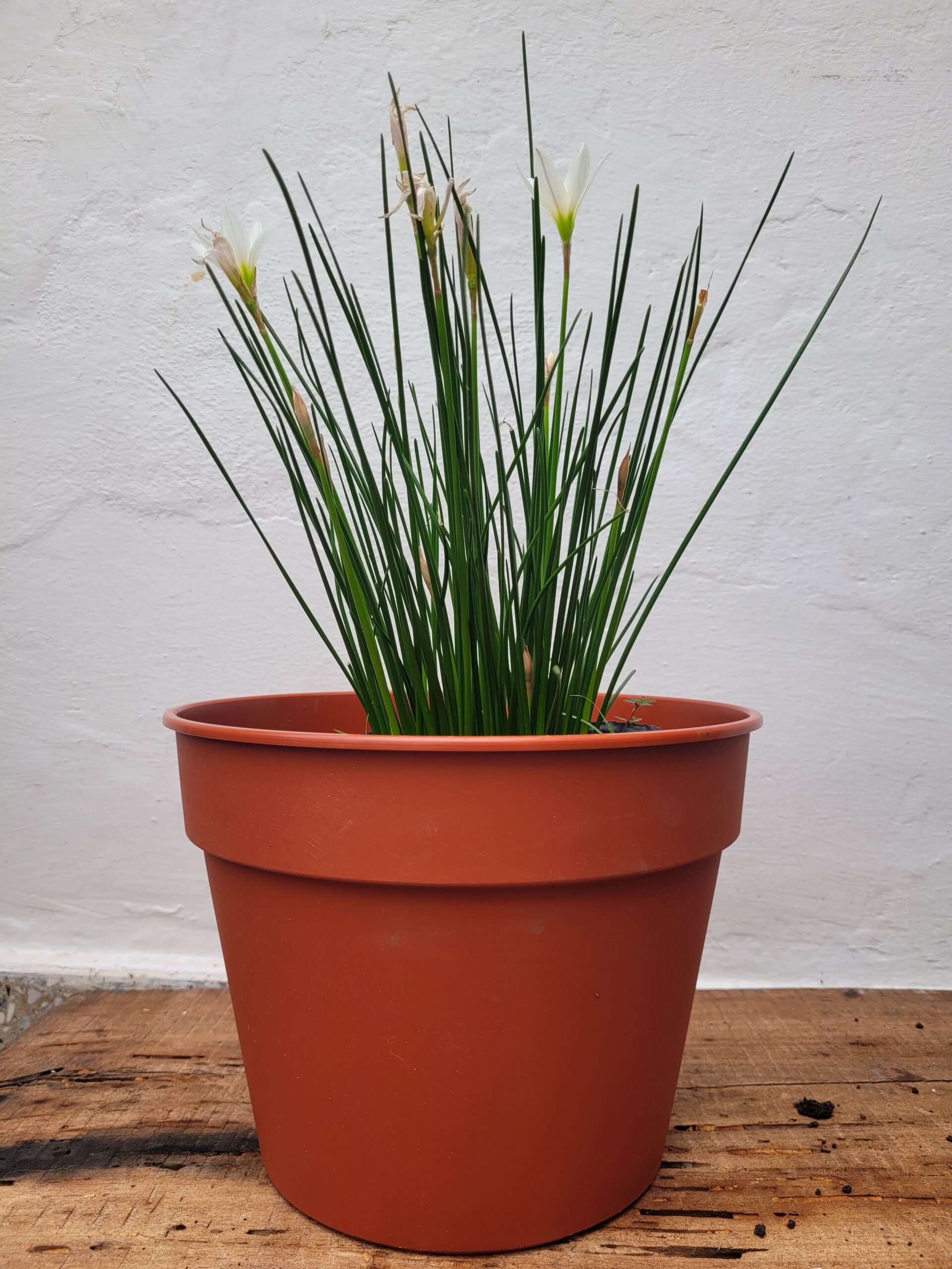 Azucenita de Rio - 3 Lts - Image 2