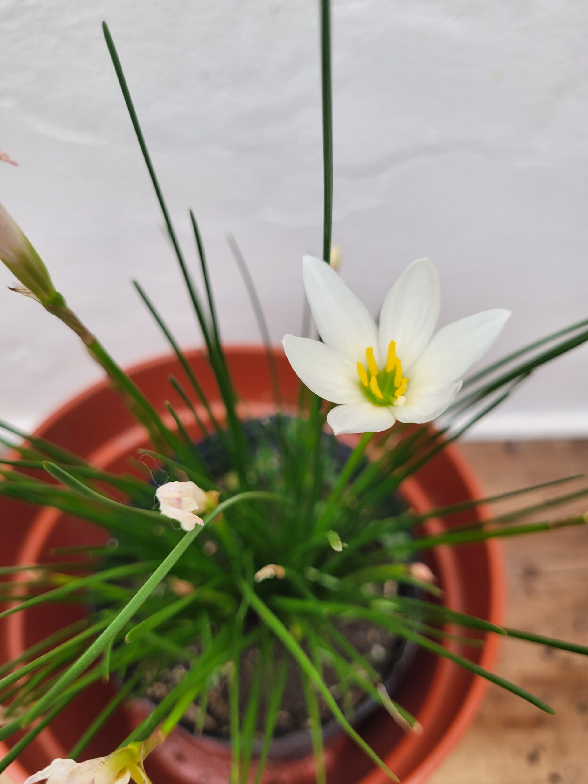 Azucenita de Rio - 3 Lts - Image 3