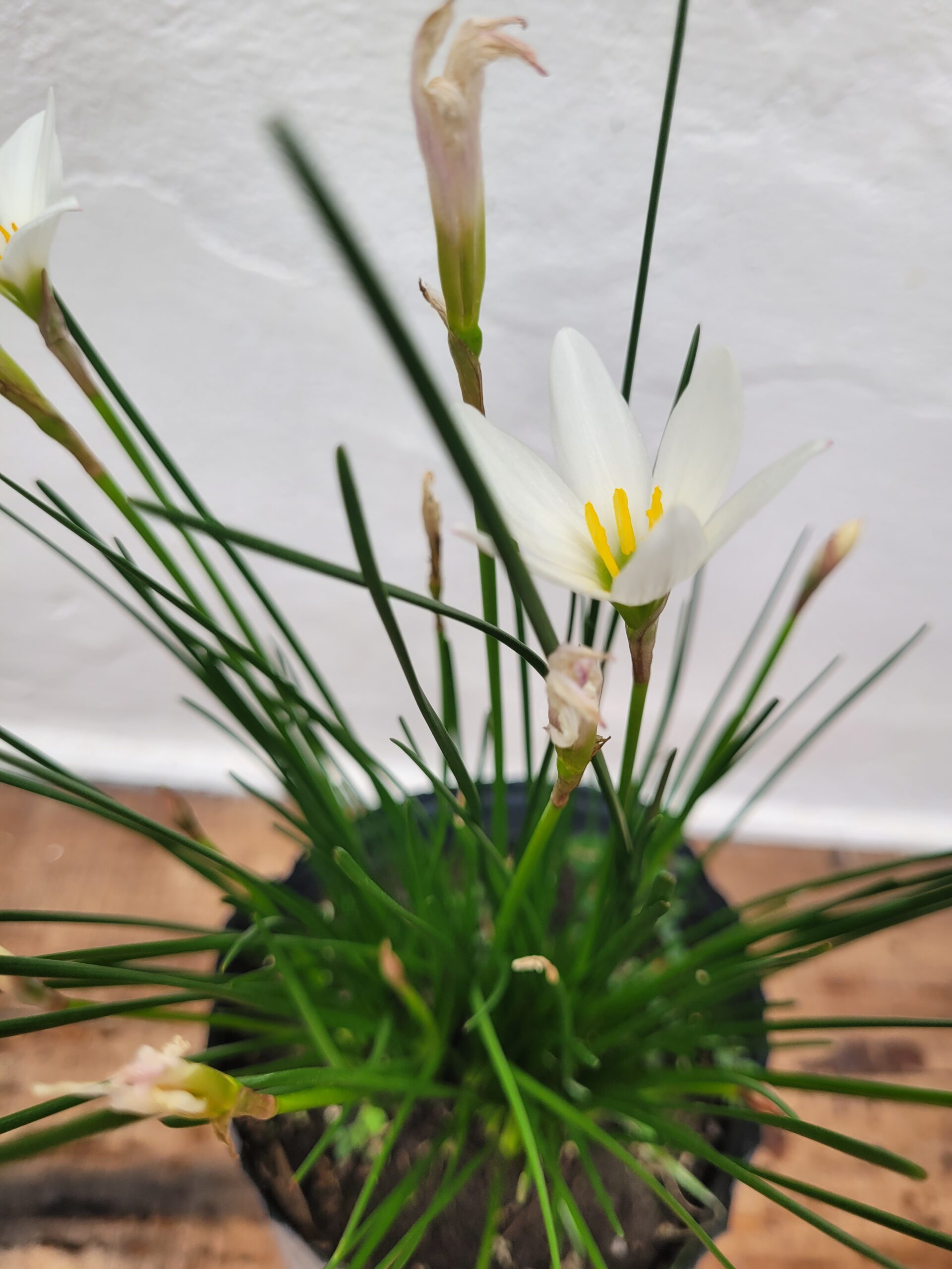 Azucenita de Rio - 3 Lts - Image 4