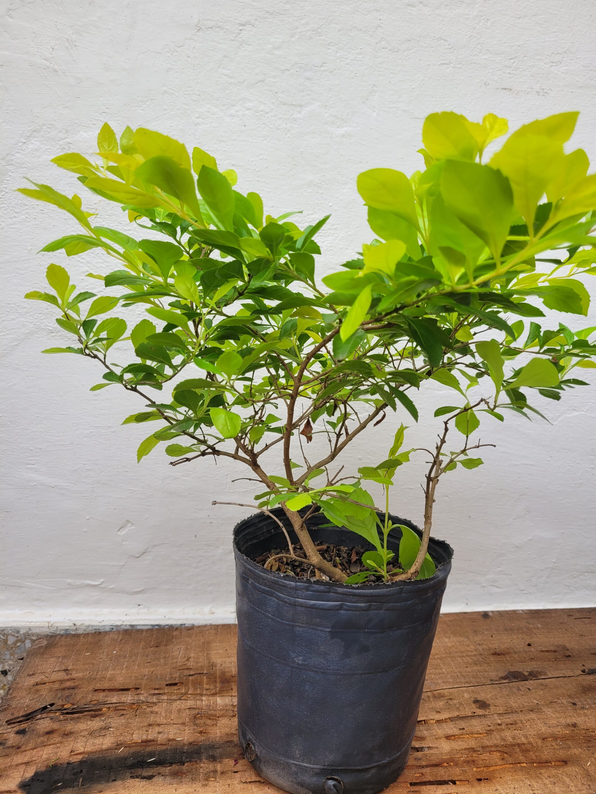 DURANTA ERECTA - 3 Lts - Imagen 2