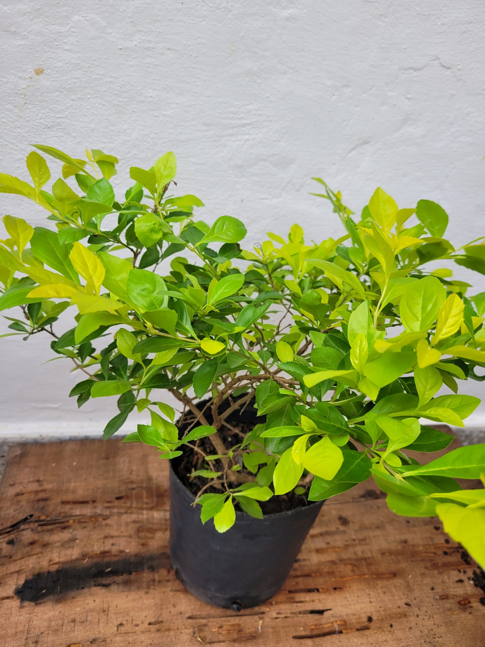 DURANTA ERECTA - 3 Lts - Imagen 4