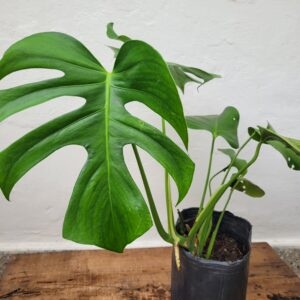 Monstera Deliciosa - 3Lts
