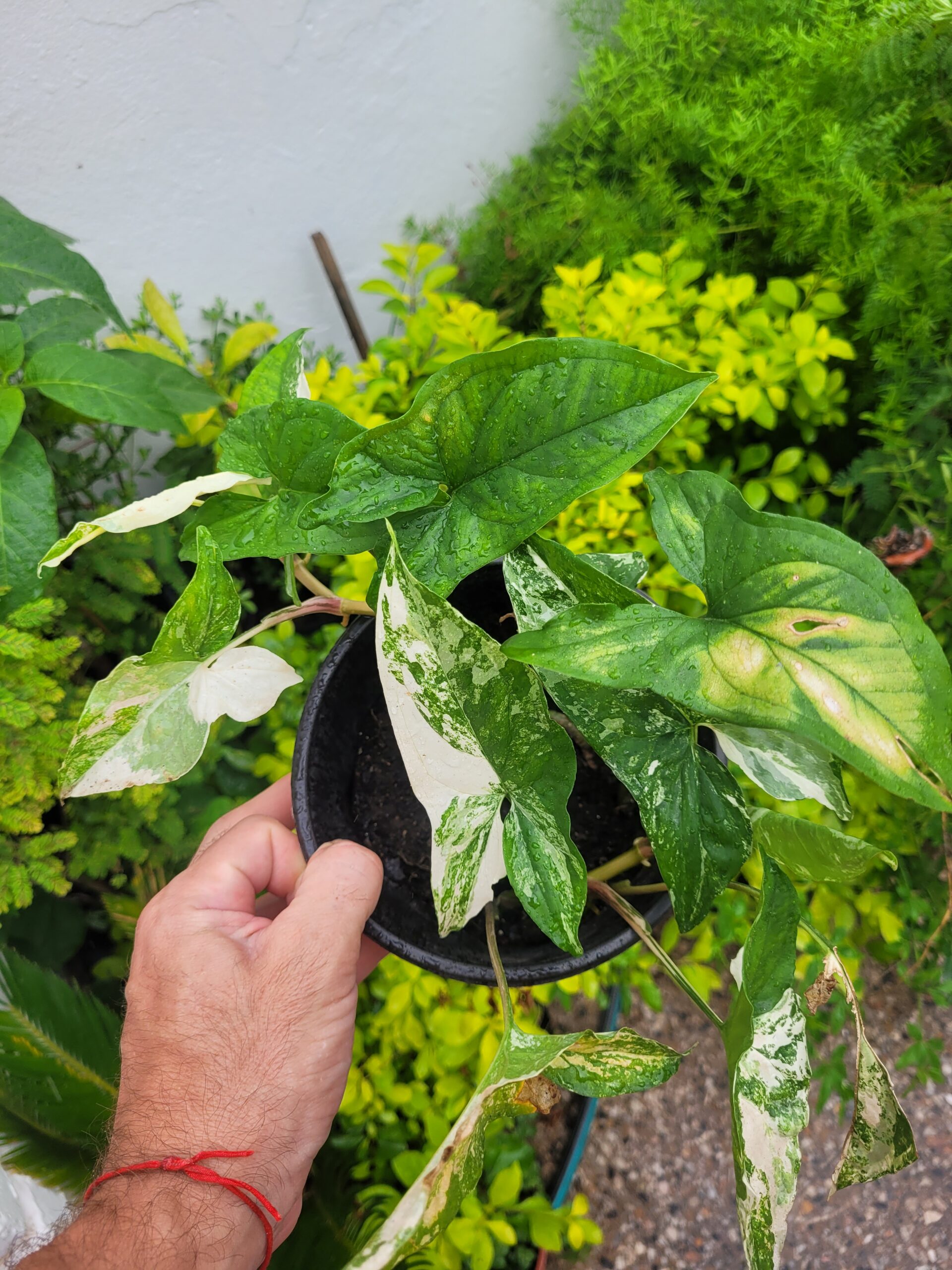 Singonio - 3 Lts - Image 2