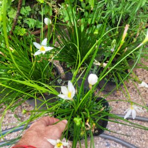 Azucenita de Rio - 3 Lts