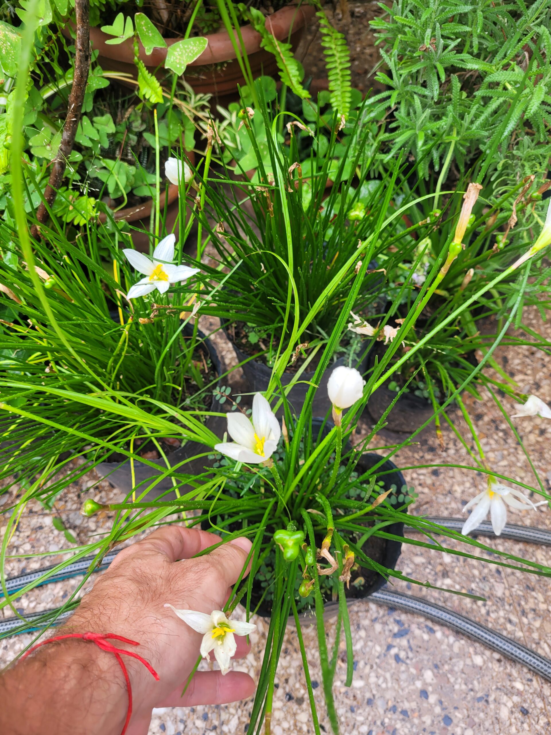 Azucenita de Rio - 3 Lts