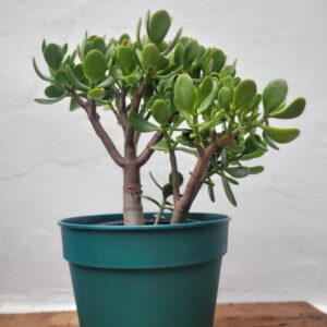 Arbol de Jade - 3 Lts