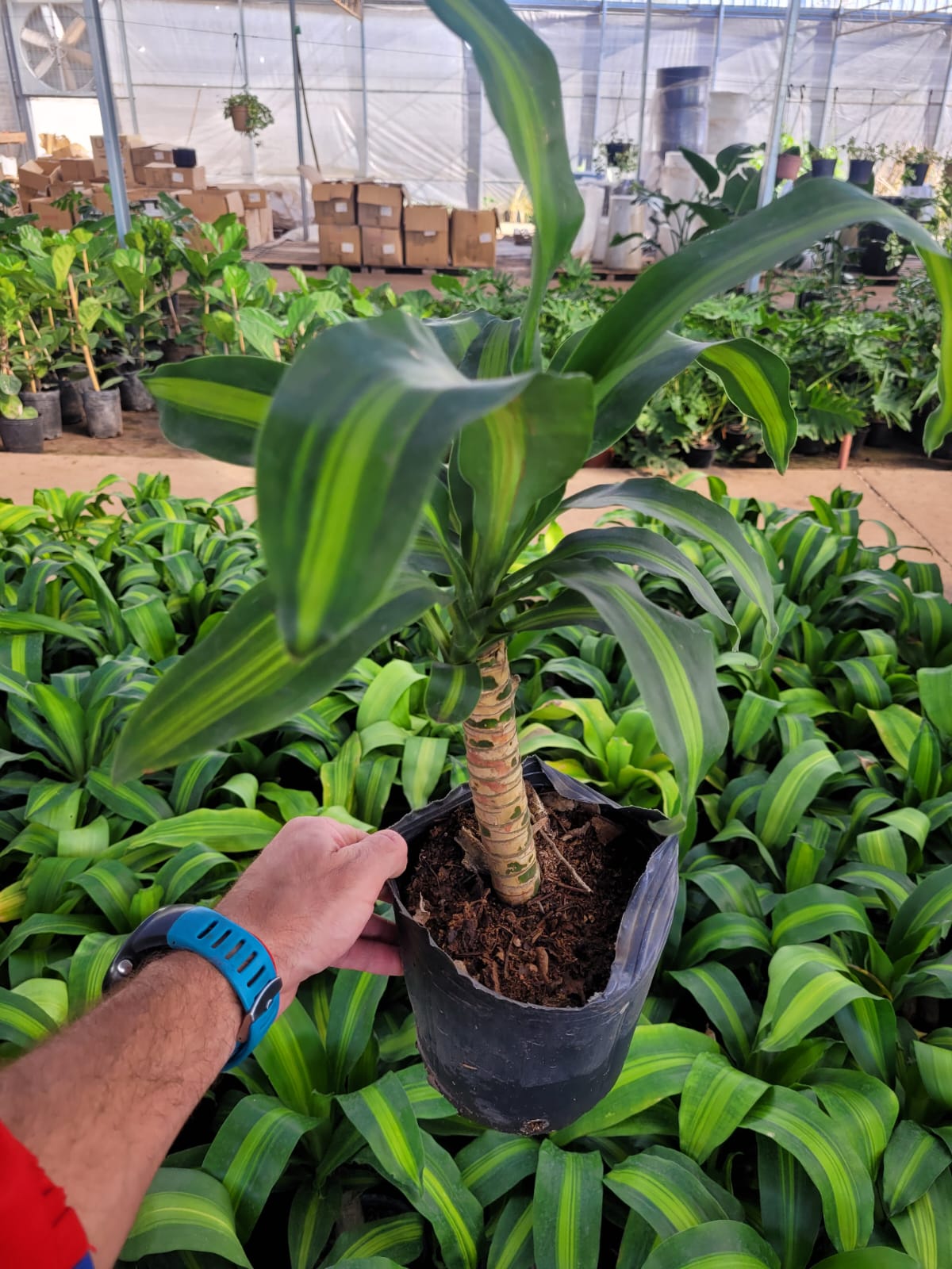 Palo de Agua - 3 Lts