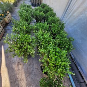 BUXUS - 3 LTS