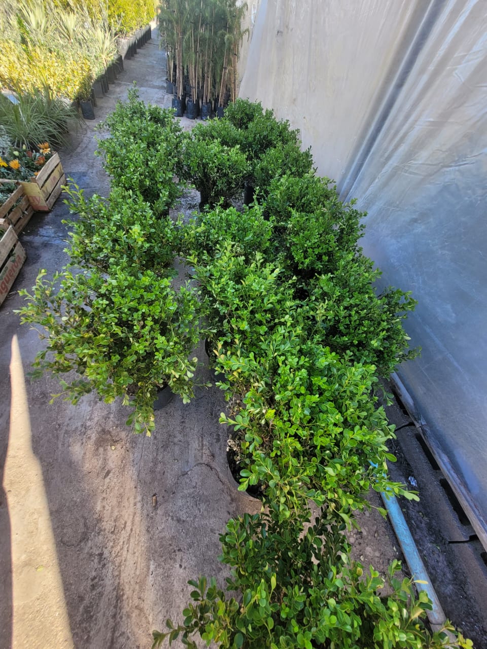 BUXUS - 3 LTS