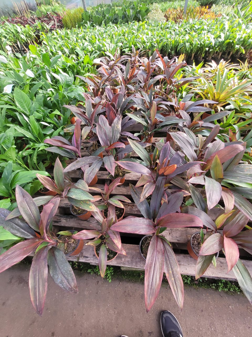 DRACENA - PALMITA ROJA - M12 - Imagen 2