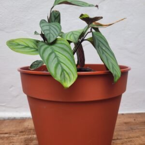 Calathea Setosa + Maceta N° 24