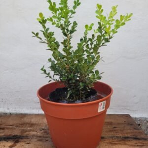 Buxus + Maceta N°24